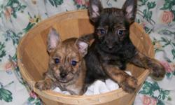 Adorable, lovable, playful 8 week old Pomeranian / Cairn Terrier Mixed puppies. Have 1st shot and de-wormed. Male $150. Female $200. Call 716-362-5615 Please don't hang up if we are unable to pick up, leave a message and we will return your call asap.