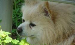 Pomeranian - Chester - Small - Adult - Male - Dog
Chester is a 7 year old Pomeranian that was turned over to us along with 3 others when his family lost their home. He is housetrained and sleeps at the end of the bed. He doesn't like to be crated and he