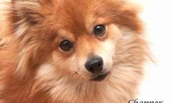 Pomeranian - Chopper - Small - Young - Male - Dog
Chopper is a very energetic 10 month old Pom mix, if you?re looking for a couch potato he is not your guy. This little fellow would be in heaven with a boy or girl to play with, he does like other dogs