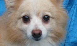 Pomeranian - Clara - Small - Adult - Female - Dog
I Was A Mill Dog!
Clara was born about October 22, 2006 and weighs about 10 lbs. She is a total doll! She has been released from a puppy mill and her duties of stocking pet store shelves with cute puppies