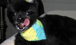 Pomeranian - Cody - Small - Adult - Male - Dog
CODYmale dog/Pomeranian/ neutered/ has shotsCody's owner passed away recently. He was the Top Dog (only dog) in his apartment with 3 cats and his person. We believe Cody to be 4 to 6 yrs old. He has a slight