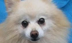 Pomeranian - Davey - Small - Senior - Male - Dog
Born Pure Bred Is a Curse!
Davey was born about November 12, 2004 and weighs, probably, about 10 lbs. He is more fur than anything and was very sweet, even upon arrival, when we were poking and proding. We