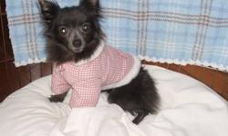 Pomeranian - Foxy Bella Rose - Small - Young - Female - Dog
My name is Foxy Bella Rose! I am a little 6 year old Pomchi who is still pretty scared of new people. I am coming along, slow, but sure and making progress every day. When I feel comfortable, I