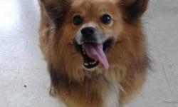 Pomeranian - Gizmo - Small - Adult - Male - Dog
Gizmo is a 5 yr old Pomeranian mix. He is very busy, loves loves loves attention, & is very sweet. He is leash trained. He is submissive. Gizmo came to the shelter as an owner turn in on 10/5/12. **Gizmo is