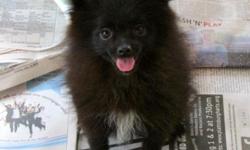 Pomeranian - Hushpuppy And Tumbleweed - Small - Adult - Female
Please meet the adorable duo of Hushpuppy and Tumbleweed. These gals are about five years old, spayed and house trained. They are very attached to each other and we really would prefer to