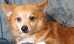 Pomeranian - Lillian - Medium - Senior - Female - Dog
I'm Going to Need Lots of Love!
Lillian was born December 30, 2001 and weighs about 13 lbs. She is one gorgeous lady that has her hopes sky high for a real home and human's who will lavish her with