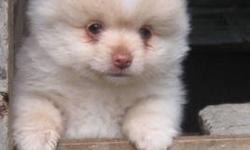 I have one male 8 week old Pomeranian puppy for sale. Ready to go now. Has been wormed and has his first shots. He is cream/white. Loves people-follows everyone. So cute. Parents are small. $350. (cash only) (607)674-5733.