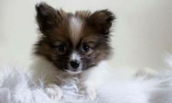 Batman was born on December 12, 2014. He is Pomeranian and Papillon. He is a very sweet loving puppy. He is very playful and loves to cuddle. He is all up to date on all of his shots. He is great with cats and kids. We have a 4 month old baby and he is