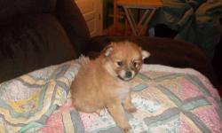 I have 4 purebred toy pomeranians. I have 3 boys and 1 girl. They have shots and are vet checked. They are ready to go November 5th. Please contact through e-mail. They look like dad right now so included his picture too.