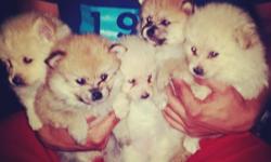 Pure breed pomeranian puppies for sale. They are 8 weeks old and ready to leave mommy. I am asking for $800 but price is negotiable. Only serious inquiries!