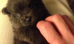 i have 5 adorable pure pom boys left. they will be ready for homes 3/7, and will have vet exam and first vaccines before going home. babies are being raised as part of the family, both parents on site. email for more info.