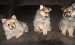 I have 3 girls and 2 boys looking for their forever homes. Ready to go on January 17th. These are toy pomeranians. Will have first shots and be vet checked. I own both parents. Very playful and lovable. You can email me at [email removed].