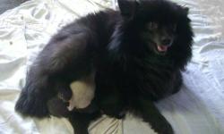 I have 3 beautiful Pomeranian puppies born on 1/28/13. They will be ready for caring and loving homes on March 28,2013.
You will be delighted with these cute fur balls!
They are ACA registered.
We have a rare blue sable(grayish color) female I'm giving