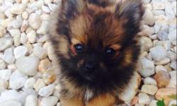 I am selling three pomeranian puppies born on 4/30/14. They are exactly eight weeks old and ready for their new forever homes. They are dewormed, vet checked, and come with their first set of shots. I have two males, and one female. They are tiny and will