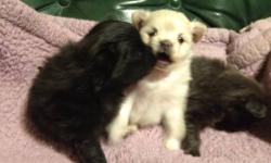 I have 3 beautiful Pomeranian puppies born on 1/28/13. They will be ready for caring and loving homes on March 28,2013.
You will be delighted with these cute fur balls!
They are ACA registered.
We have a black male we are giving away for $600. The