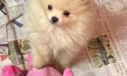 Adorable Pomeranian male puppy. Very small. AKC Registered, all shots and wormed, Health guaranteed Ready to go to his loving family. Mother is pure white and very small. Father is a beautiful Orange and is also small. This puppy will remain small.