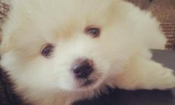 Cute, Active and Healthy Pomeranian wants to find a great family and the best friend.He has the first shots and trained already for a wee-wee pad.He is very smart and active boy.
Please contact by email.And please only real people who may come and see the