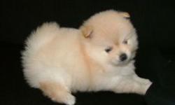 Adorable Pomeranian Puppy. Looking for a good home. Contact 7183008758.