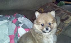 For sale is a female purebred Pomeranian puppy. She is 8weeks old ready to go. Very playful loves kids and other animals. Mother is red sable weighs 7 pounds father is orange sable weighs 13 pounds both on premises to see. She is brown and black with a