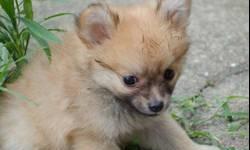 Purebred Pomeranian. He has received all his vaccinations and has been de-wormed. He is also Vet Certified. Puppy has been well taken care of and currently lives at home. He was born 4-26-13. He is only 15 weeks old. I am giving away free harness and