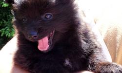 One male "Foxy Black" pomeranian with papers for sale, born May 7th will be ready for a forever home on July 5th. Has 1st set of shots, de-wormed and micro-chipped before leaving his mother. He has been around other dogs, cats and children. Comes with a