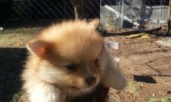 3 purebred pomeranian puppys are looking for a loving home. There are 2 males and one female. They are 7 weeks old so they will be ready to meet their new parents in about one week. The male poms tend to grow up to 8lbs and the females tend to grow up to