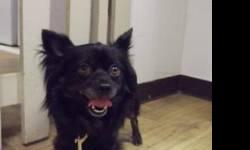 Pomeranian - Roxey - Small - Senior - Female - Dog
CHARACTERISTICS:
Breed: Pomeranian
Size: Small
Petfinder ID: 24970890
ADDITIONAL INFO:
Pet has been spayed/neutered
CONTACT:
Senior Dog Adoptions | Cold Brook, NY | 315-826-7545
For additional