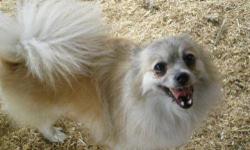 Pomeranian - Sammy - Small - Young - Male - Dog
Sammy is a small pom who is 3-4 years old. He is the most cuddly and friendly little man. He is neutered, up to date with shots, microchipped, and HW negative. He loves to play and plays so much he might