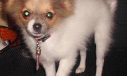 Pomeranian - Sandy - Small - Young - Female - Dog
ADOPT ME NOW!!! Hi, my name is Sandy and I am a tiny little dog that was found shivering on a street in the middle of the night. Noone ever found my owner so now I am up for adoption. If you would like to