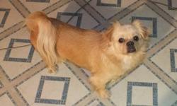 Chico is a 3 yr old Pomeranian/Shitzu mix.. I just flea treated him and wormed him. Small rehoming fee of $50.00...Hes not been around small children. His owner just passed away and he needs a new Master to devote himself to. He is neutered.
There will be