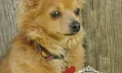Pomeranian - Sinatra - Small - Senior - Male - Dog
They LOVE Me Here!!!
Sinatra was born about October 21, 2003 and weighs about 8 lbs. (just a guess, if you need exact weight please let us know) He has the best personality! He came to us flea infested