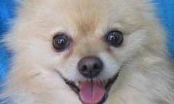 Pomeranian - Snyder Riverside - Small - Senior - Male - Dog
Snyder was born about July 24, 2005 and probably weighs in the 12-15 lb. range. He is just as adorable as they come with all that flowing blond hair! He's been a perfect gentelman here, but we