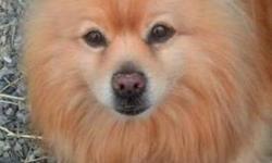 Pomeranian - Teddy - Adopted! - Small - Adult - Male - Dog
Teddy is a gorgeous 5 year old pure bred Pom who was sadly surrendered because his owner /best friend passed away. Teddy is still learning to trust new people and may act intrusive towards people.