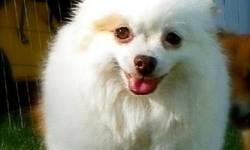 Pomeranian - Tina - Small - Adult - Female - Dog
Tina was surrendered from a breeder along with Susie Q and 'tough stuff'. She was born in 2005 and is a very sweet girl. Because she was used as a breeding dog, she has some shyness around people but warms
