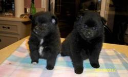Two black pups, male & female. They have their 1st shot and have been dewormed. they are paper trained.