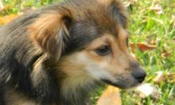 Pomeranian - Whimsey ~adoption Pending~ - Small - Young - Female
Whimsey is a very happy girl. She loves to do zoomies around the yard and jump into your lap for a cuddle. She has blossomed here in a very short time. You would not know this was the same