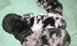 I currently have 2 litter with both black and blue merle pups. There are both male and female puppies. They will be vet checked, vaccinated and dewormed at the time they are ready to go. Both parents are CKC reg. and owned by me. I am taking deposits now