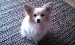 I have a beautiful 2 year old male pom pill mix. He's very smart and loving. He's not a barker or chewer. He actually is very neat. He has to have his blankets just right when he lays down. He always puts his toys up when he's finished playing for the