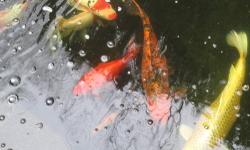 We have a pond with lots of koi fish that we have to sell some because to many. They only have another month to be transferred because then its to cold.