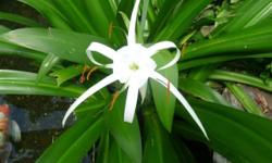 Pond Plants $5.00 - $15.00 each.
Spider Lily, Taro, Hostas, Lizard Tail, misc.
Also Select Imported Koi Fish
Free Rx Discount Card with purchase.
Up to 85% savings on prescriptions. MRI, cat scan, lab fees