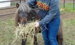 Pony - Piper - Small - Adult - Male - Horse
Piper is a very cute, small mini - hafflinger cross. He cannot be ridden, but could be taught to drive a cart possibly. Very easy to handle. Would make someone a very nice pet or companion animal.