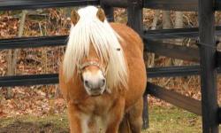 Pony - Twinkles - Medium - Adult - Female - Horse
This is Twinkles. Twinkles is a Haflinger. She is beautiful. Twinkles came to Pets Alive with her daughter Summer, who is half Belgian. Come meet this gorgeous pony and see if she is right for your family.