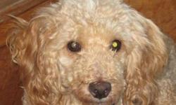 Poodle - Anthony - Small - Adult - Male - Dog
Anthony is a very gentle and sweet little toy poodle whose owner surrendered him to a pound in Kentucky for reasons unknown. Anthony loves to cuddle and would thoroughly enjoy having a lap available for hours