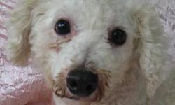 Poodle - Bacall White - Small - Senior - Female - Dog
Grass? What's Grass?
Bacall was born about May 14, 2002 and weighs 21 lbs. She has lived her life, until now, in a breeding facility. She is very shy and will need special humans willing to show her