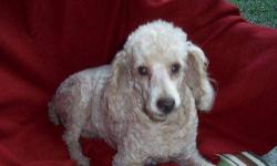 Poodle - Bailey - Small - Adult - Male - Dog
Hi..Bailey here....just want to let everyone know that I am still looking for my "forever family".. I can do stairs now...I zoom up and down the steps to go outside with the other pups....I use the stairs to