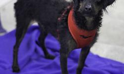 Poodle - Buddy - Small - Senior - Male - Dog
SANTA BUDDY!!! Introducing the new and improved BUDDY!! BUDDY came to the Shelter in early November and was immediately diagnosed with heart worm disease - poor BUDDY! He has since been treated and is