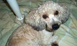 Poodle - Casey - Small - Young - Female - Dog
I'm Casey, a little female apricot Poodle who is around 4-5 years old. I need to be in a no-kid home or with only older kids. I have a tendency to nip when I get really excited, I just don't know how to
