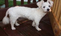 Poodle - Consuela - Small - Adult - Female - Dog
Consuela and Flash were recently rescued from a bad siuation. They rely on each other for confidence and must go to a home together. They have a 2-for-1 adoption fee for this reason. In their foster home,