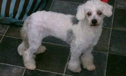 Poodle - Cookie - Small - Adult - Female - Dog
If you are interested in adopting this dog, please visit our website to fill out an application for consideration. Thank you! www.goingtothedogsrescue.org 
Age: Approximately 5yrs old. Cookie was severely