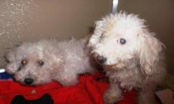 Poodle - Flash - Small - Adult - Female - Dog
Consuela and Flash will need to be adopted together. They are very nervous and do not do well when they are seperated. If you are willing to take them together, they will give you as much love as you could